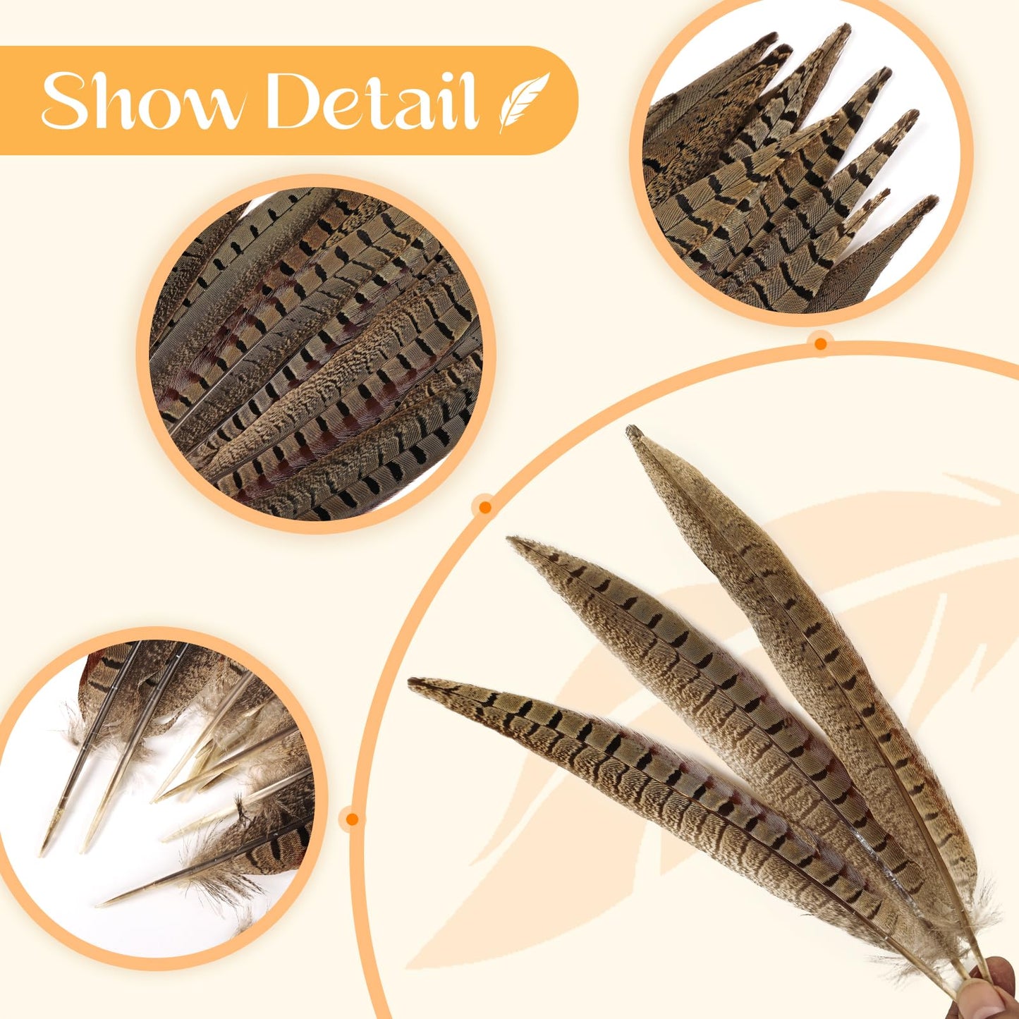 THARAHT 24pcs Male Ringneck Pheasant Tails Feathers Natural Feathers 8-10inch 20-25cm for Crafts Home Wedding Party Performance DIY Decoration Male Pheasant Feathers