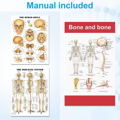 TYRRDE 33.4-Inch Human Skeleton Model – Mini Skeleton Anatomy Model with Nerves, Removable Arms & Legs, Scientific Study Painted Skeleton Model for Clear, Realistic Details with Display Base (Beige)