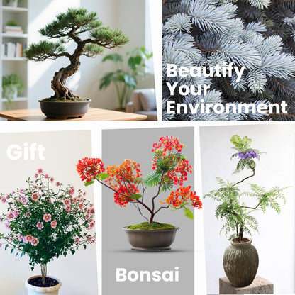 Bonsai Tree Kit for Beginners - 5 Unique Japanese Bonsai Seeds, DIY Indoor Gardening Crafts for Adults | Valentine's, Mother's Day & Birthday Gifts for Women and Men | Complete Starter Kit with Tools