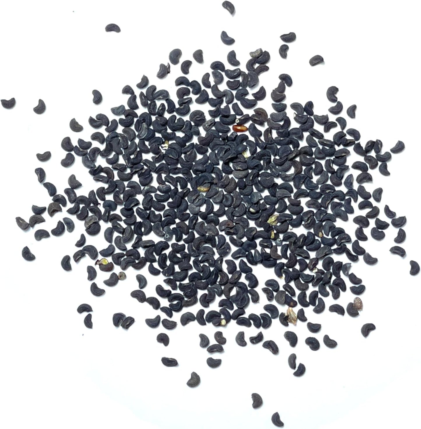 (1 Pack) Seed Needs Rue Seeds for Planting - Non-GMO Heirloom & Untreated Perennial Herb Seed to Plant a Home Grown