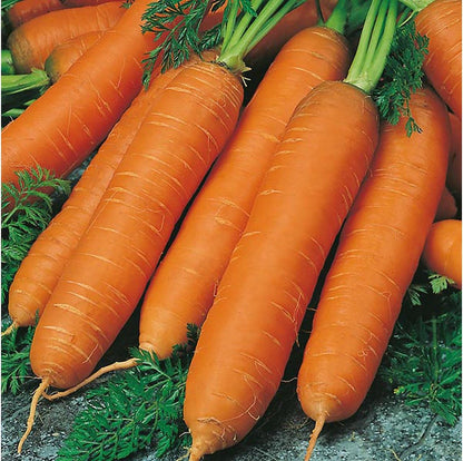 NIKA SEEDS 1000 Seeds Vegetable Carrot Red Giant - Seeds