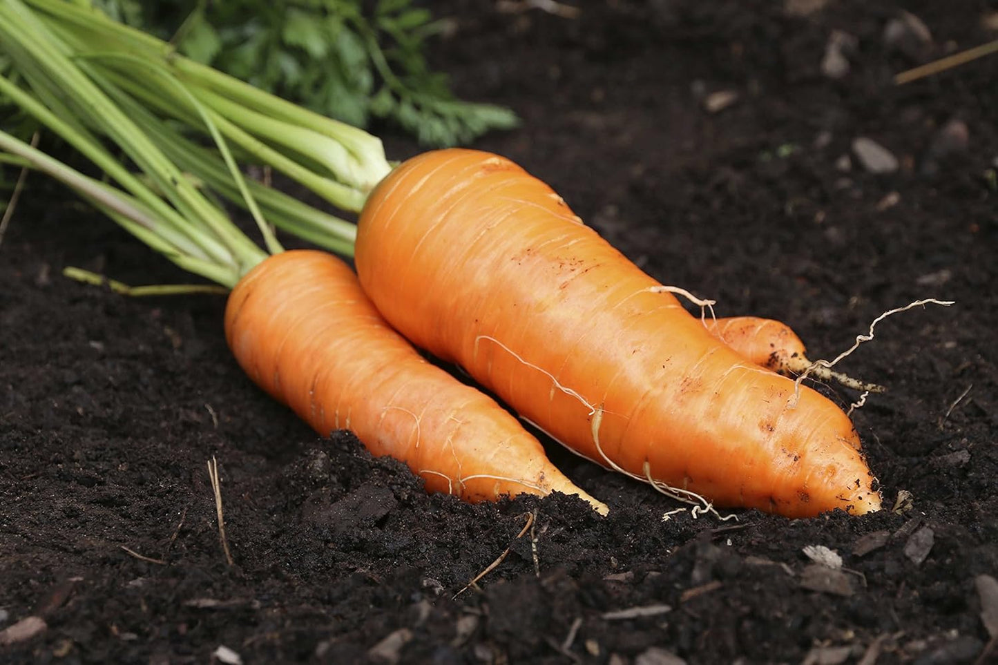 NIKA SEEDS 1000 Seeds Vegetable Carrot Red Giant - Seeds