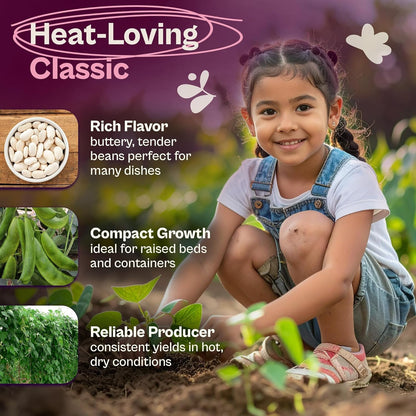 50 Packets, SVI Henderson Lima Bean Seeds (Phaseolus lunatus) Bush Baby Lima Beans Seed Green Beans Heirloom Vegetable