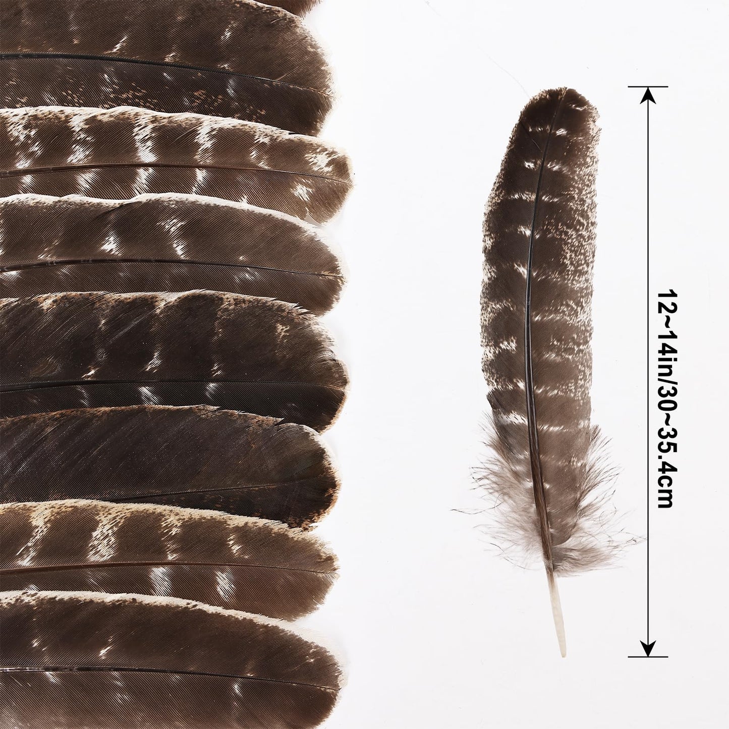 Daieeparty 12pcs Natural Color Wild Turkey Wing Feathers 12-14inch for DIY Crafts Home