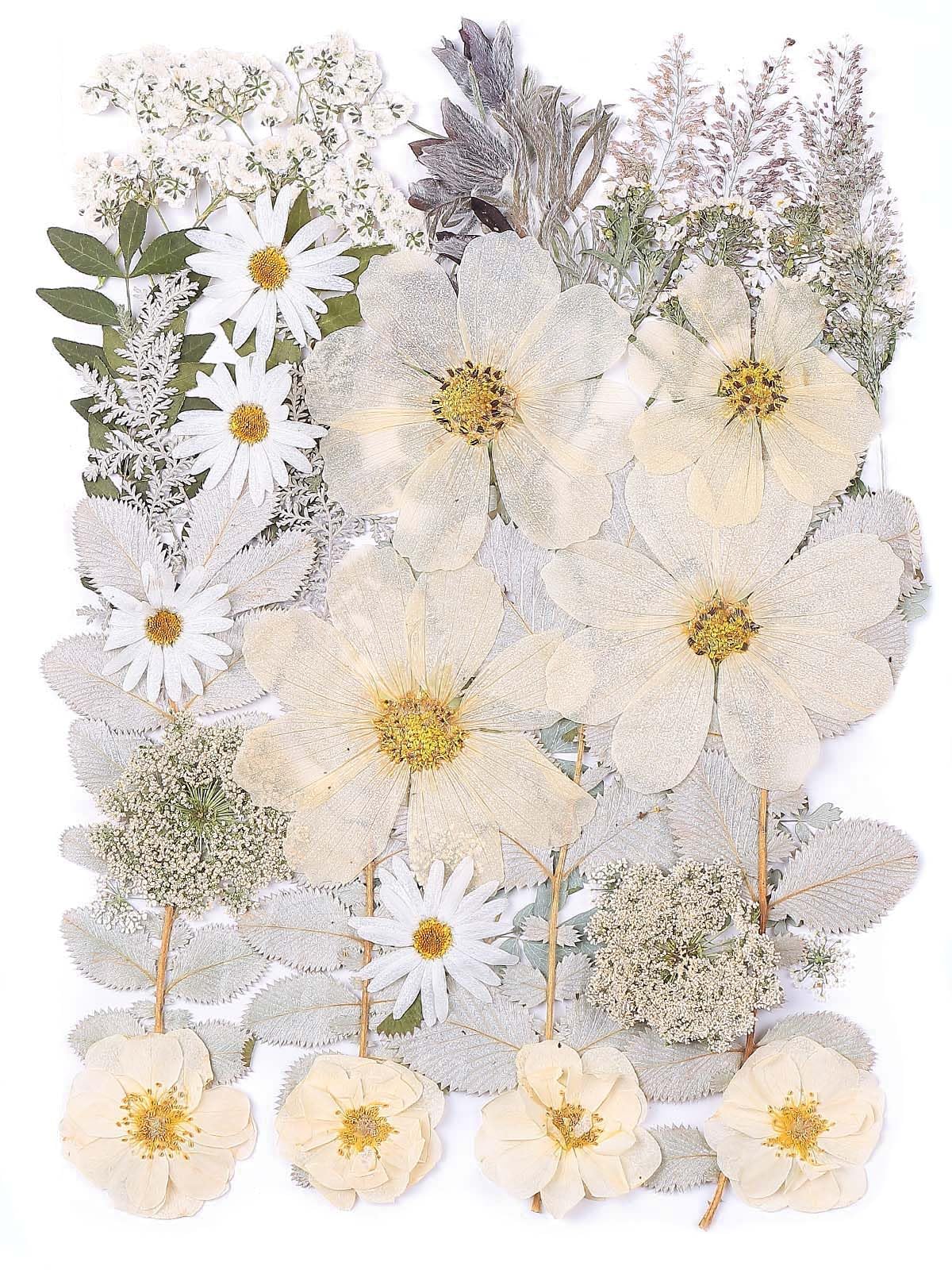 12“ Large Dried Pressed Flowers for Art Crafts, Real Dry Natural Flower Leaf Fruit Bulk for Resin Mold, Cake Decor, Glass Frame (Winter Silver)