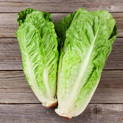 19.3 oz. 4-pack Bonnie Plants Green Romaine Lettuce
