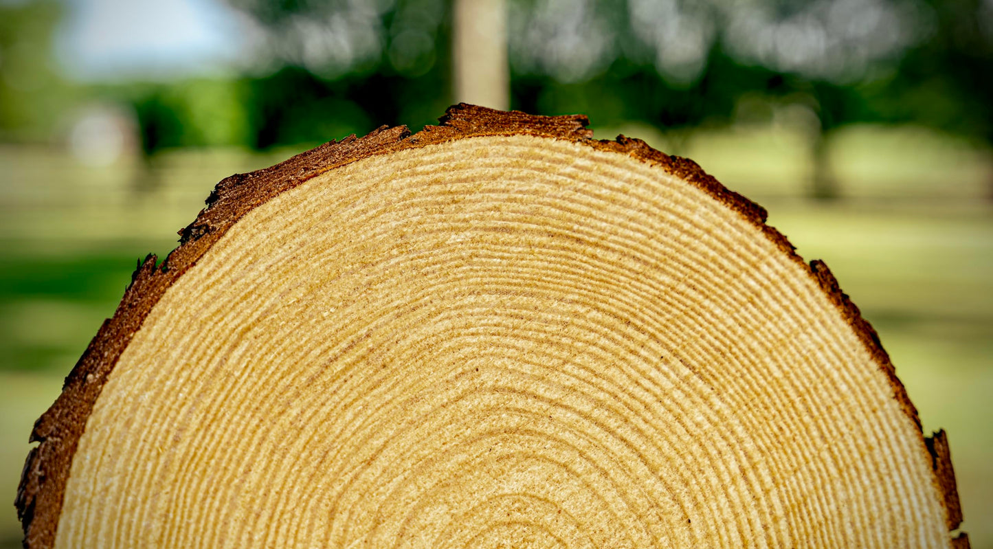 Set of (10) Medium 9-11" Wood Slices for Centerpieces! Wedding and Baby Shower centerpieces (Set of 10 Medium (9-11"))