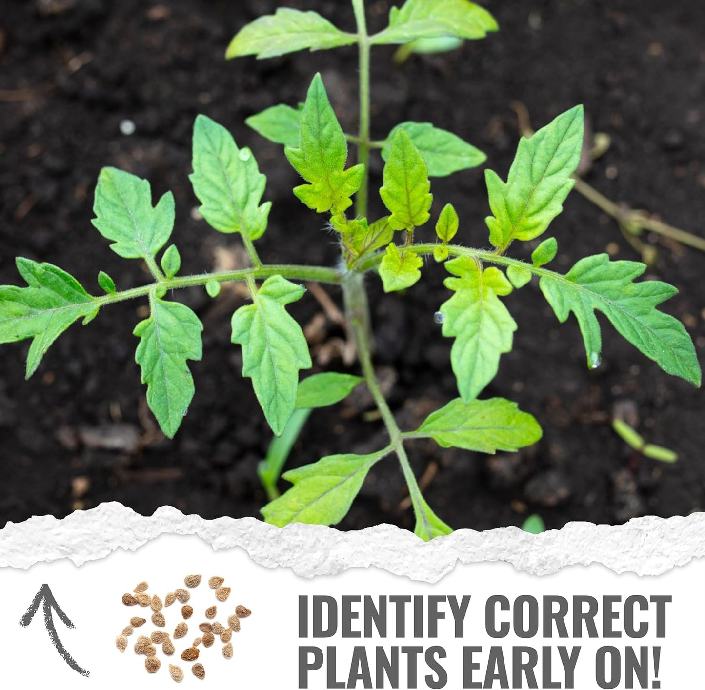 (5 Packs) Seed Needs Tiny Tim Tomato Seeds for Planting Dwarf Cherry Tomatoes - Non-GMO Heirloom & Untreated Veggie
