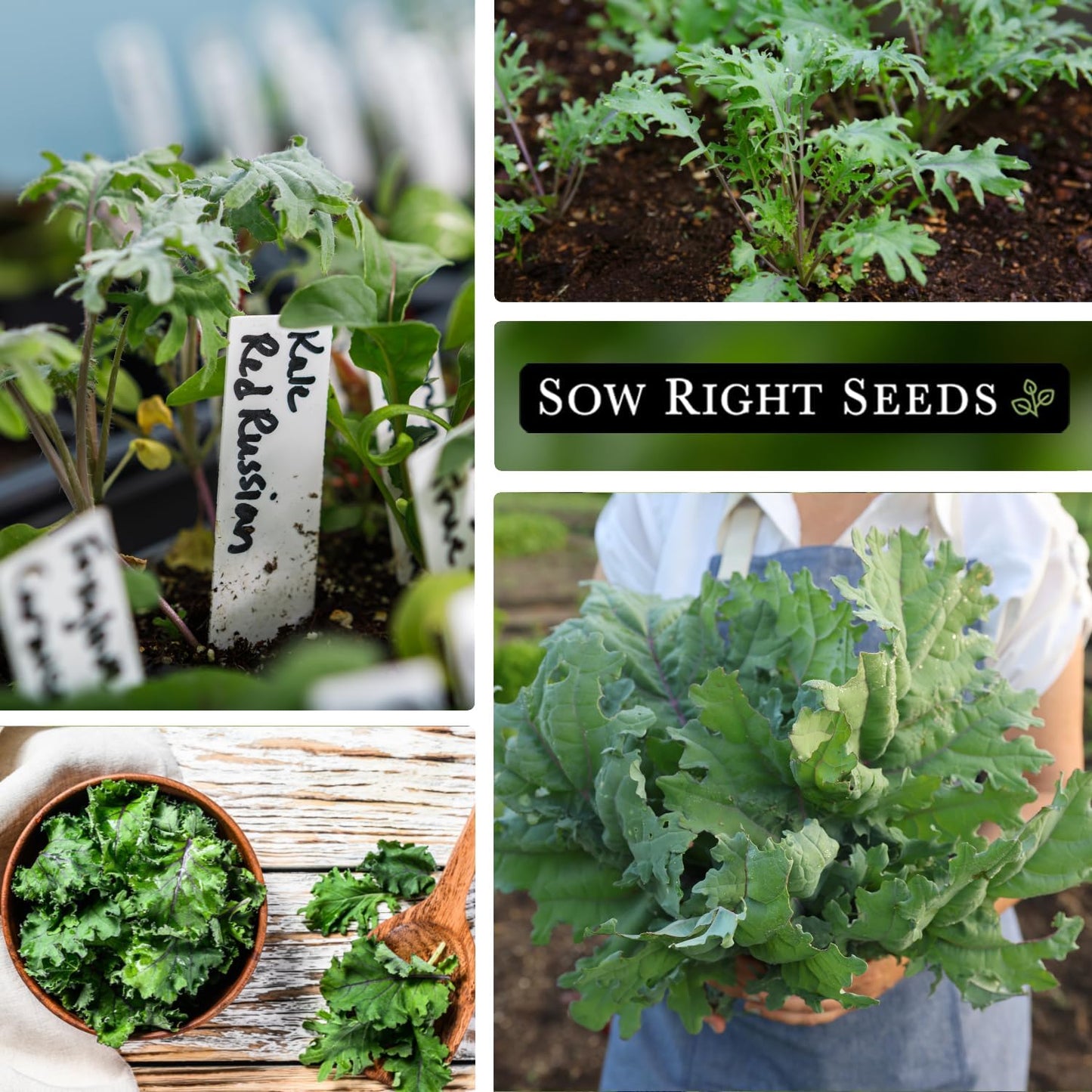 Packet (2) Sow Right Seeds - Red Russian Kale Seeds for Planting - Non-GMO Heirloom with Instructions to Plant a Home