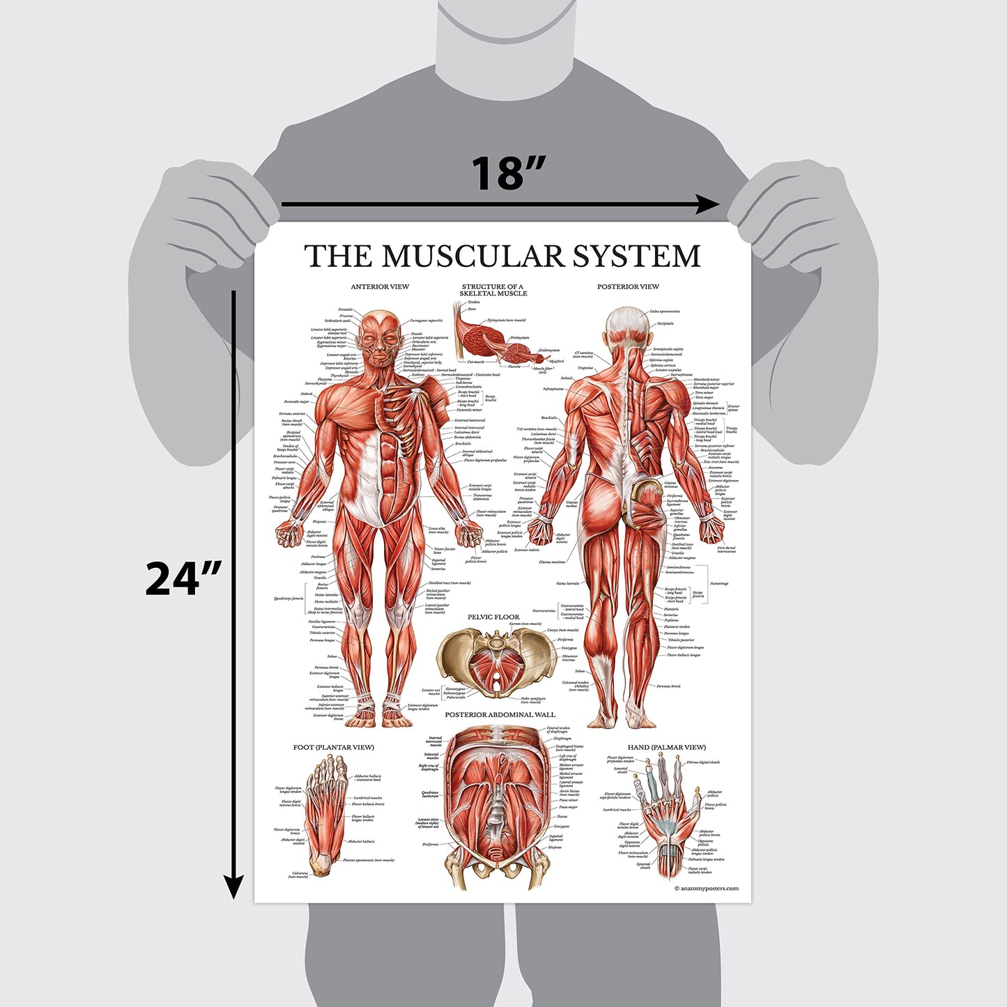 Palace Learning Muscular & Skeletal System Anatomical Poster Set - LAMINATED 2 Chart Set - Human Skeleton & Muscle Anatomy - (18" x 24")