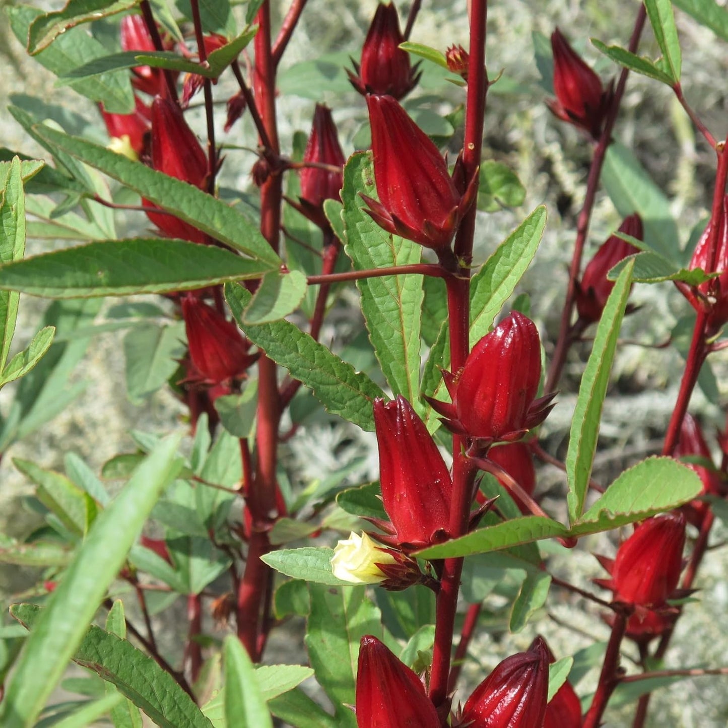 1/4 2026 TomorrowSeeds - Red Hibiscus Roselle Seeds - Pound - for Planting Hibiscus Sabdariffa Burmese Chin Baung