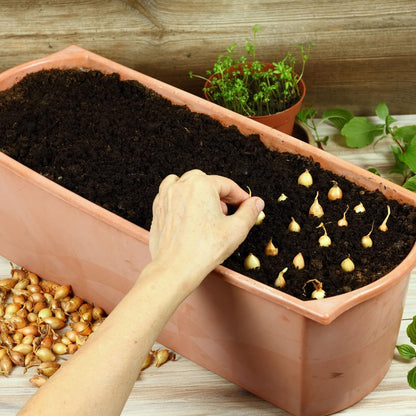 Sets 8 oz, Bulbs 60-80 Bulbs, White Ebenzer Onion Heirloom Non-GMO for Garden, Stargazer Perennials