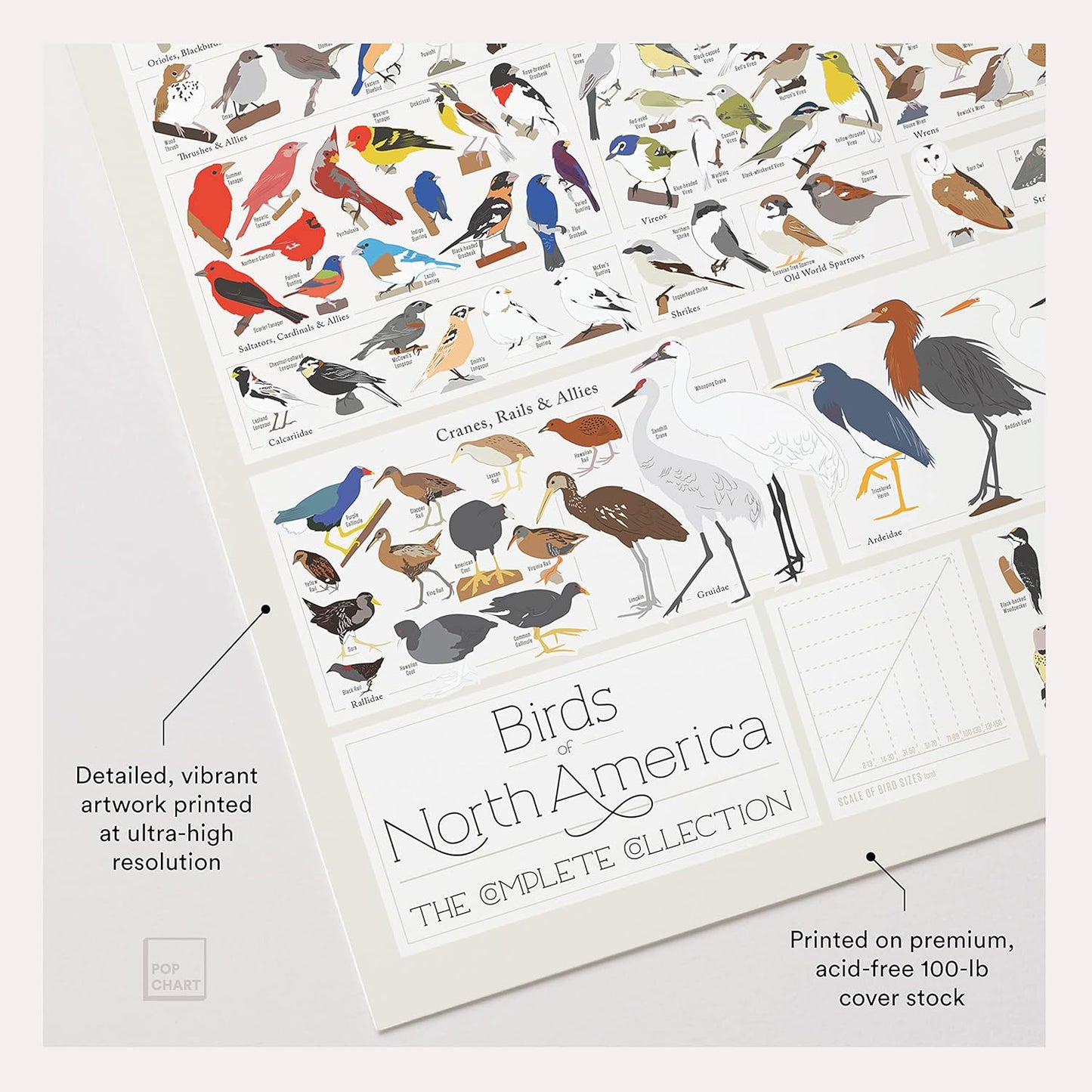 Pop Chart Birds of North America Large-Format Poster, 36" x 24", Illustrated Wall Decor for Nature Lovers