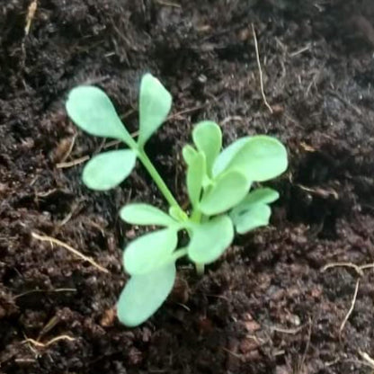 (1 Pack) Seed Needs Rue Seeds for Planting - Non-GMO Heirloom & Untreated Perennial Herb Seed to Plant a Home Grown