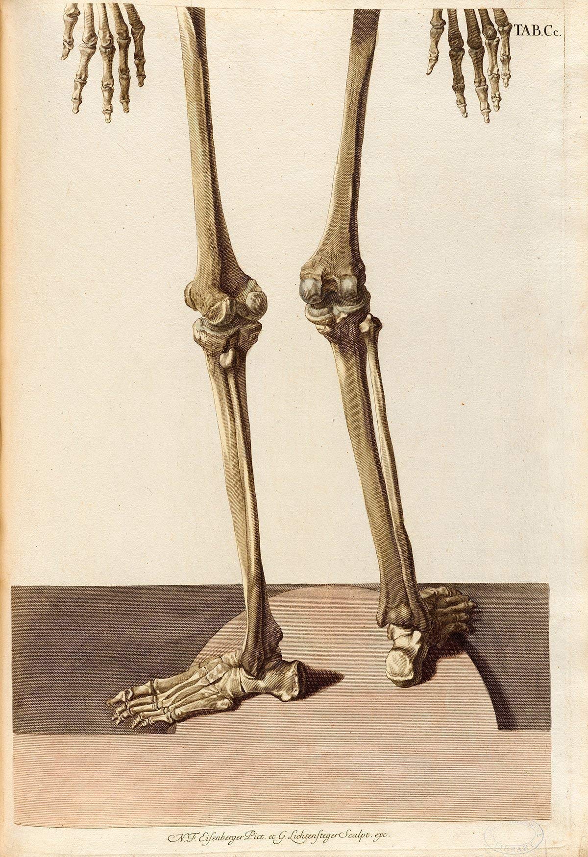 Two Skeletons - Antique Science Lab Wall Prints, Classic Medical Orthopedic and Nursing Student Accessories, Horror Theme Halloween Party Decor and Gift, Set of 4 Photos 8x10 Unframed Art Print Poster
