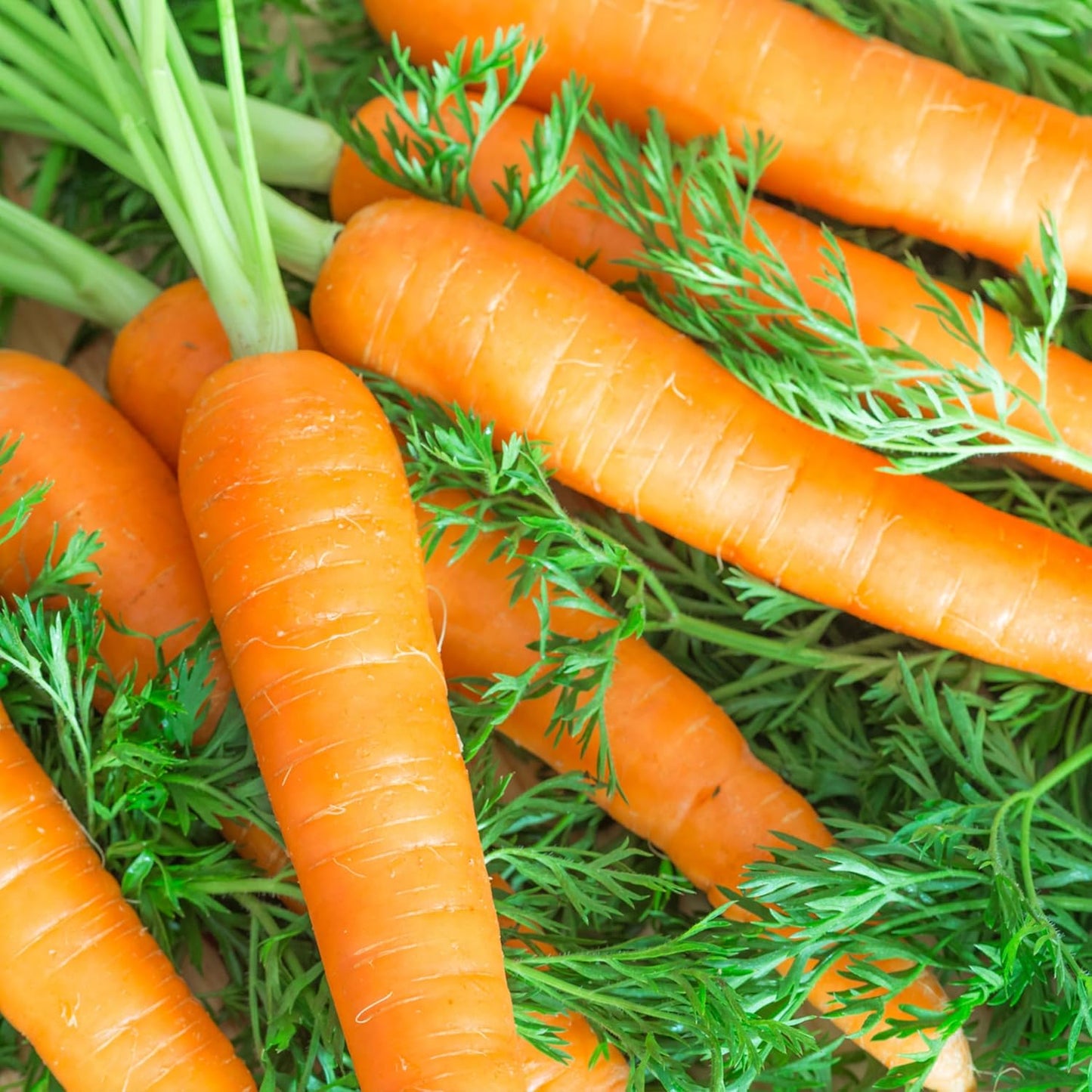 (1 Pack) Seed Needs Carrot Seeds for Planting Tendersweet Carrots - Non-GMO Heirloom & Untreated Vegetable Seed