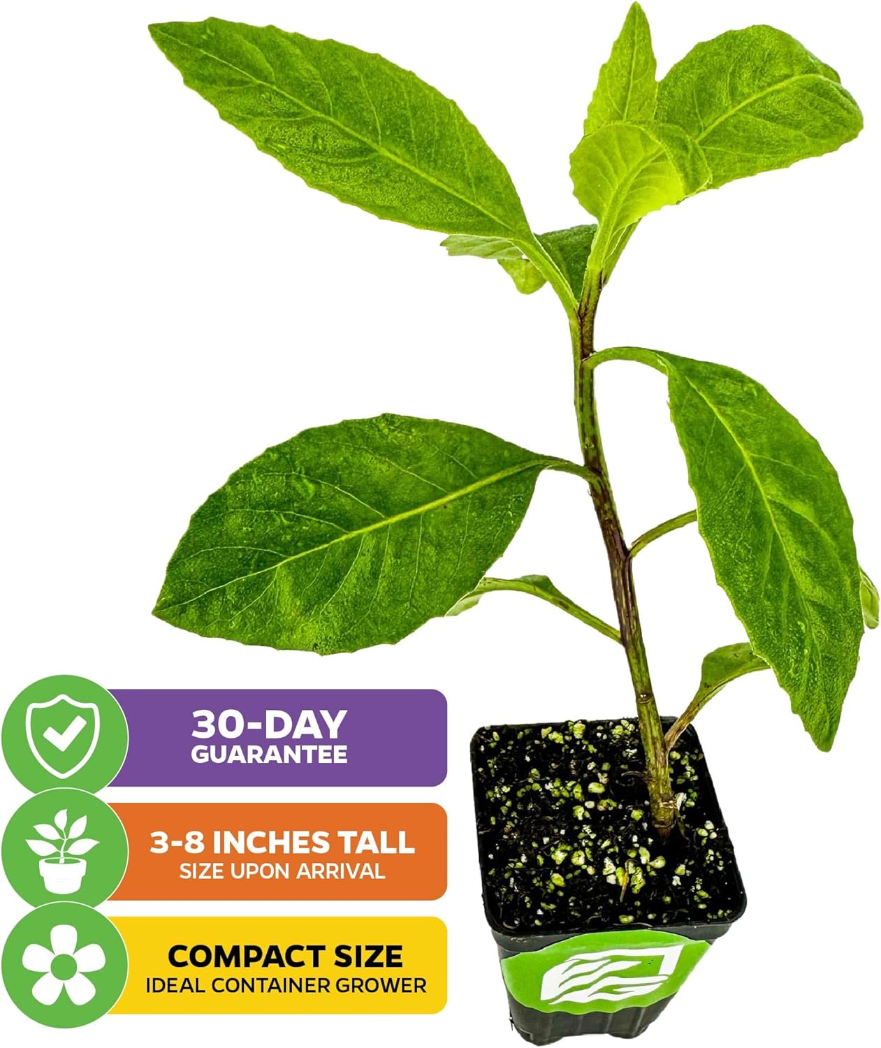 (2-Pack) Longevity Spinach Live Plant - Gynura procumbens - Wellspring Gardens Nutrient-Rich Live Vegetable Plants