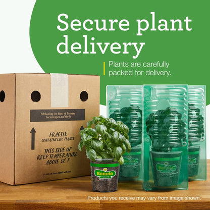 19.3 oz., 4-Pack, Bonnie Plants Black Cherry Tomato, Live Plants