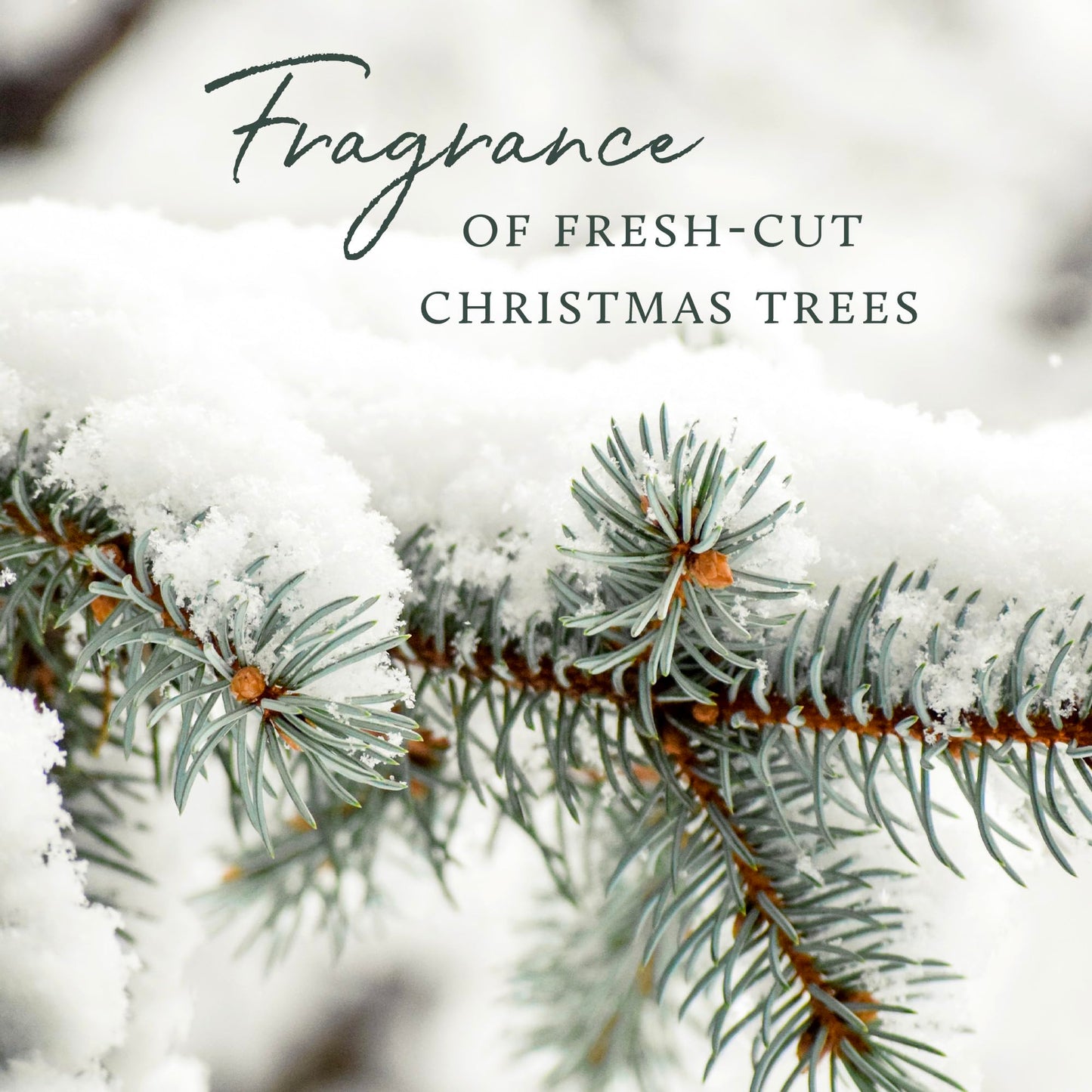 Thymes Frasier Fir Candles - Statement Collection - Silver with Pine Needle Design - Scented Candles for Home Decor - Notes of Siberian Fir Needles, Cedarwood & Sandalwood - 3 Wick (12.5 oz)