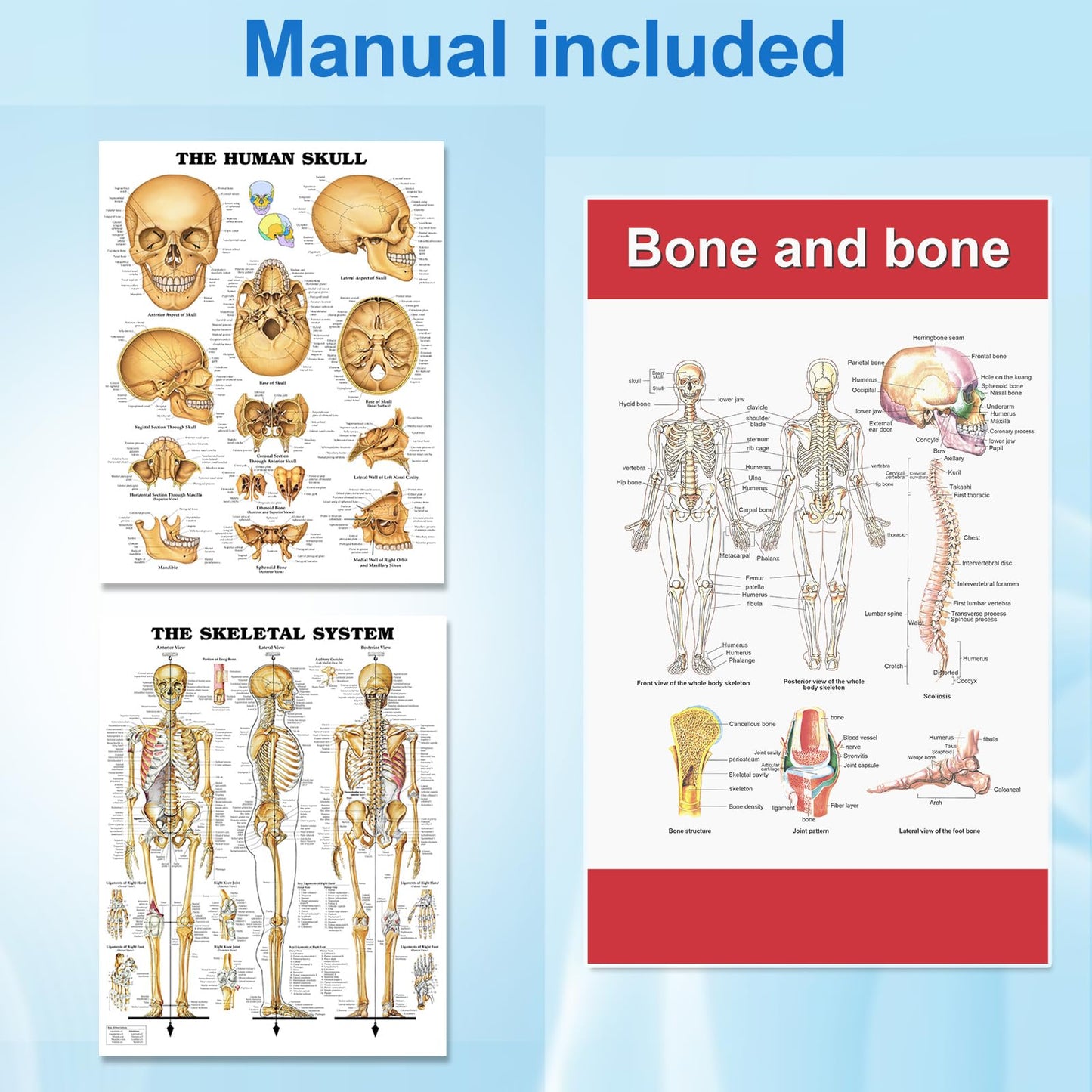 TYRRDE 33.4-Inch Human Skeleton Model – Mini Skeleton Anatomy Model with Removable Arms & Legs, Durable Structure and Clear Anatomical Details, Ideal Skeleton Model for Study and Display (Beige)