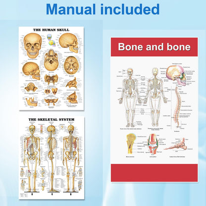 TYRRDE 33.4-Inch Human Skeleton Model – Mini Skeleton Anatomy Model with Removable Arms & Legs, Durable Structure and Clear Anatomical Details, Ideal Skeleton Model for Study and Display (Beige)