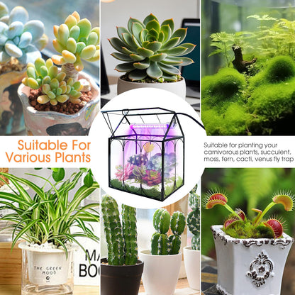 Plant Terrarium Kit with Grow Light, Rifny Small Glass Terrarium Jar with Absorbent Mat and Lid for Venus Fly Trap Succulent Live Air Plants Indoor Home Office Decor (Black, 7.1 x 4.8 x 8.8 inch)
