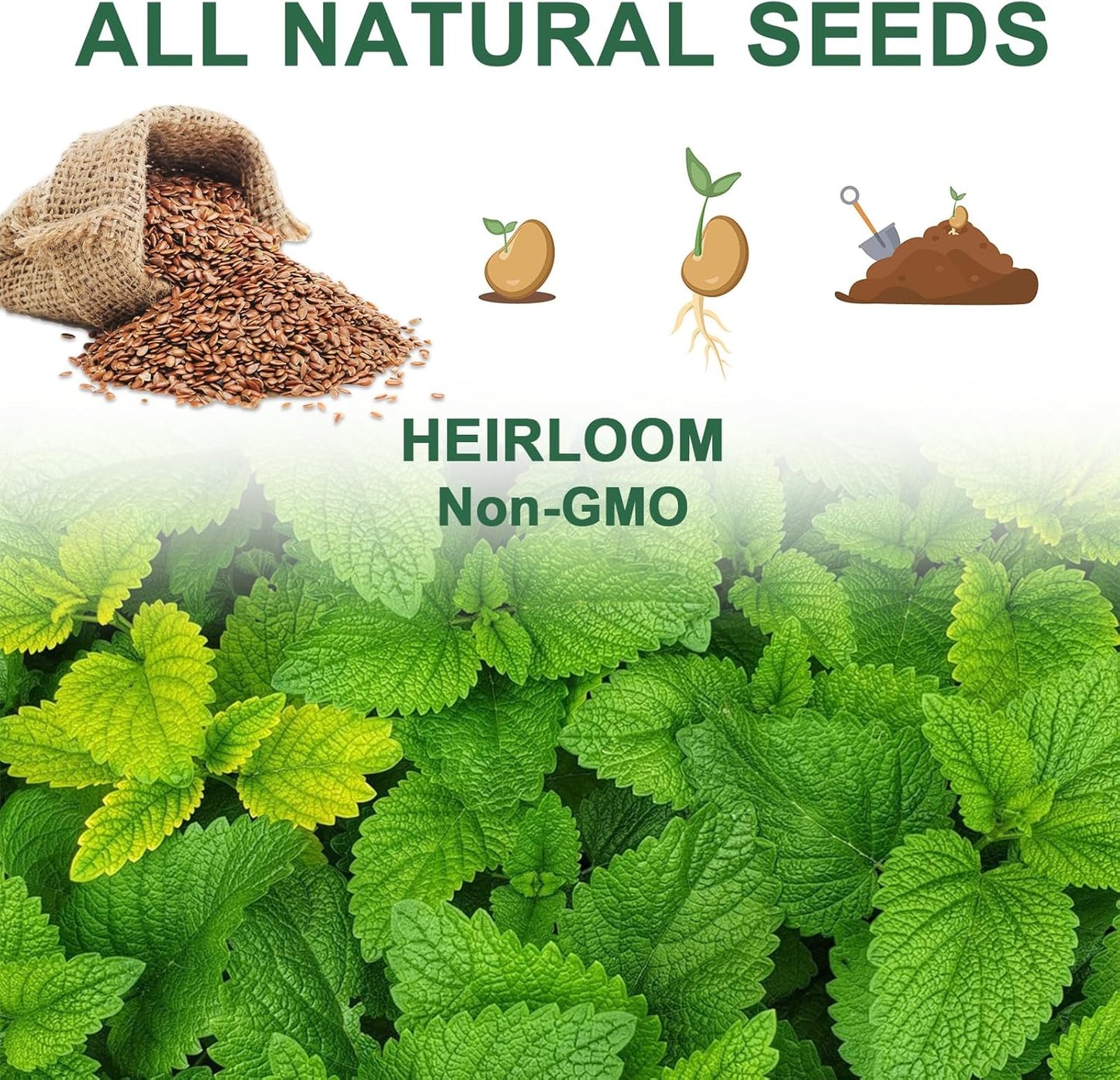 8 Gourmet Herb & Salad Seed Pod Kit, Pod (Include Seed Basil/Mint/Thyme/Romaine/Butter Head/Red&Green Leaf) Lettuce