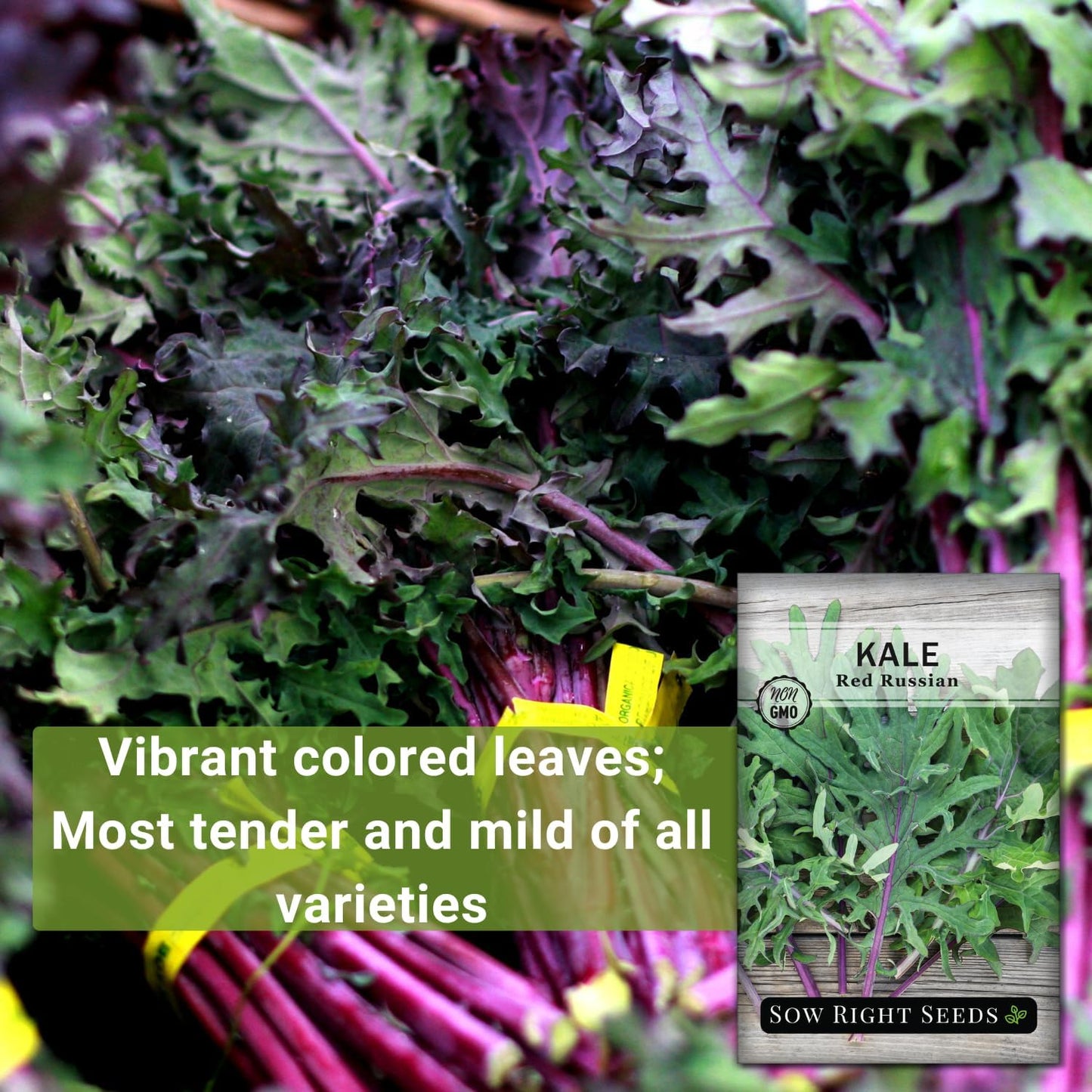 Packet (2) Sow Right Seeds - Red Russian Kale Seeds for Planting - Non-GMO Heirloom with Instructions to Plant a Home