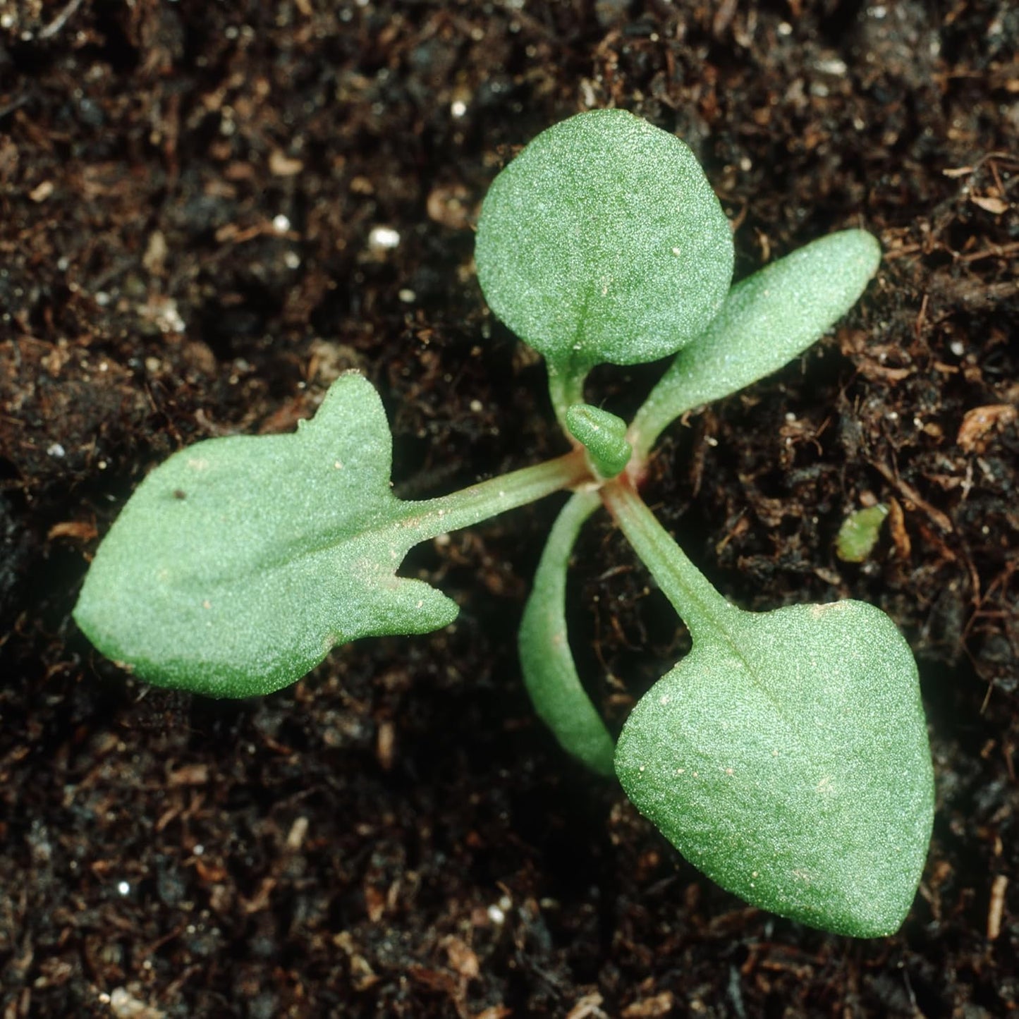 (1 Pack) Seed Needs Large Leaf Sorrel Seeds for Planting - Heirloom Non-GMO & Untreated Medicinal or Culinary Herb