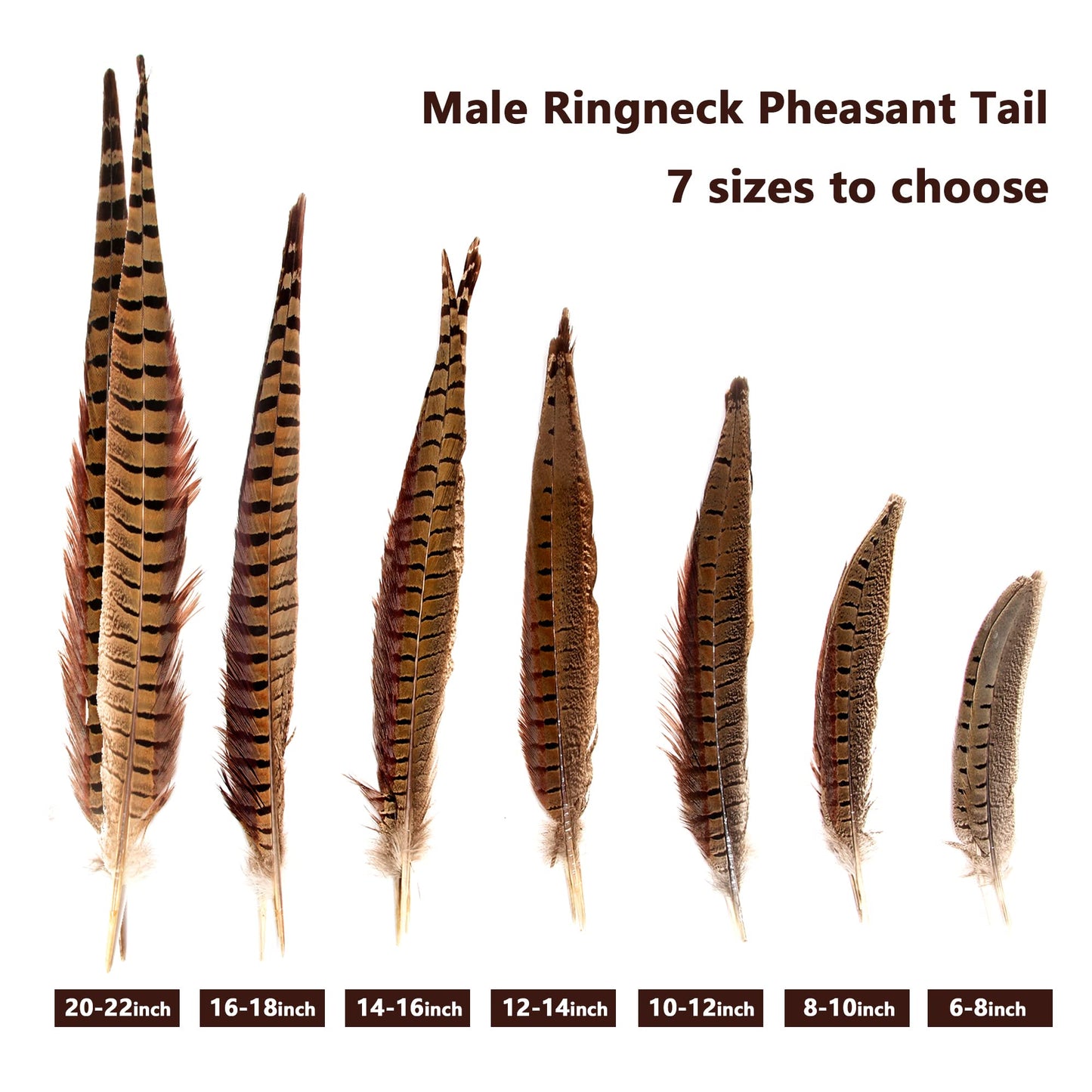 20pcs Male Pheasant Feather Natural Ringneck Tails Feathers 12-14inch 30-35cm for Crafts Home Wedding Party Performance DIY Decoration Pheasant Feather,Male Pheasant Feathers