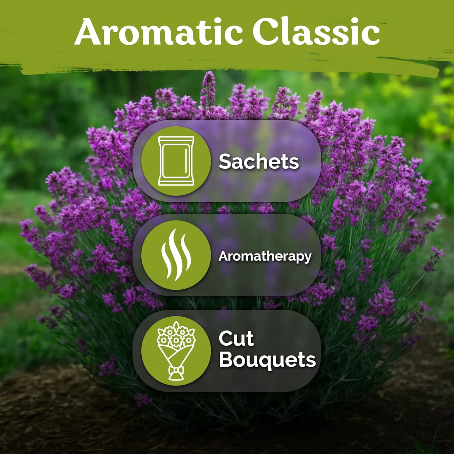 2000 KVITER English Lavender Seeds for Planting Outdoor & Indoor (Lavandula angustifolia) True Lavender Flowers