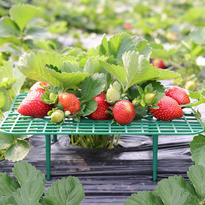 ANGTUO 10 Pack Square Strawberry Supports for Garden Strawberry Plant Support Strawberry Stand Holder Strawberry Racks