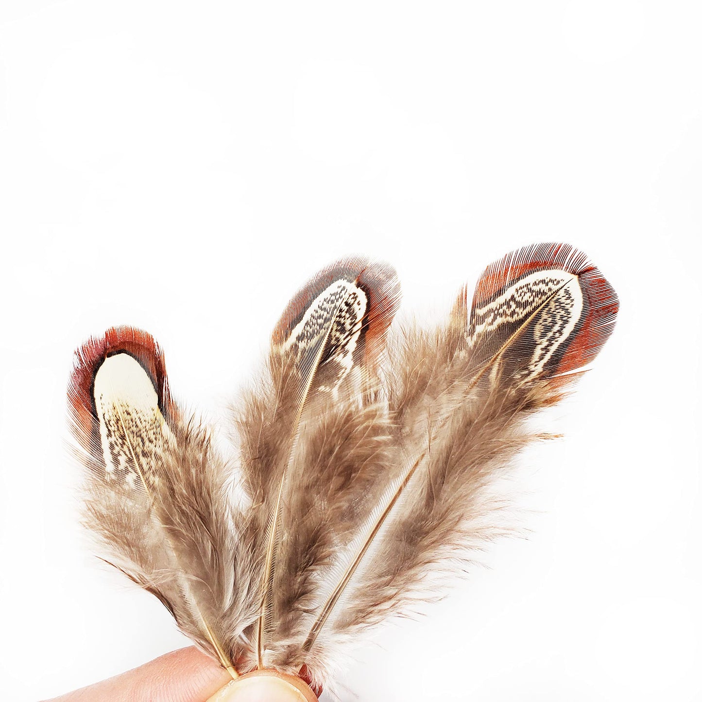 200 pcs Natural Pheasant Plumage Feathers 2-3 Inches Plumage Feathers for Sewing Crafts Clothing Decorating Accessories -Nature