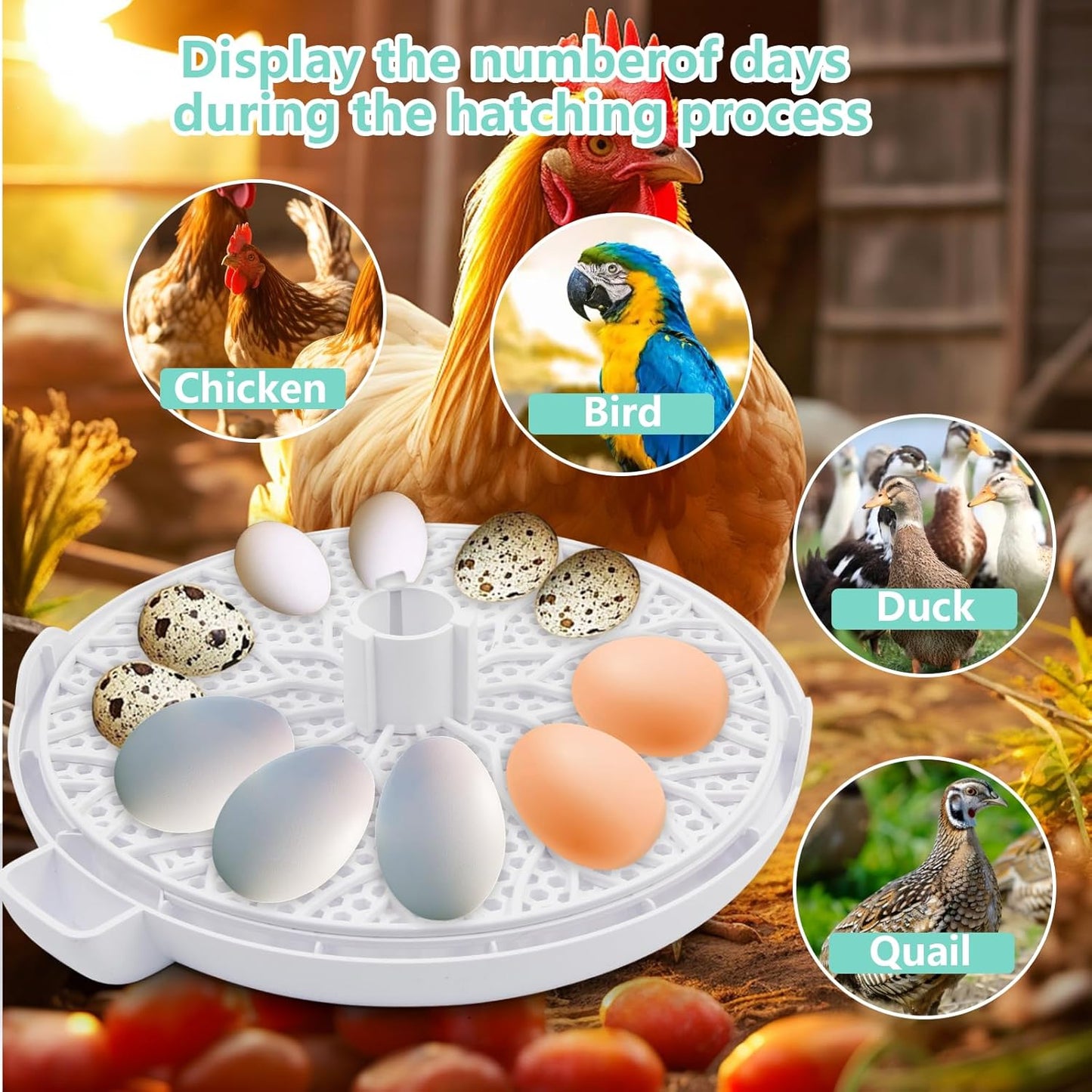 TWIZMO 12 360 Egg Incubator for Hatching Chicks, Holds Eggs, Automatic Egg Turner with Temperature, Humidity Display