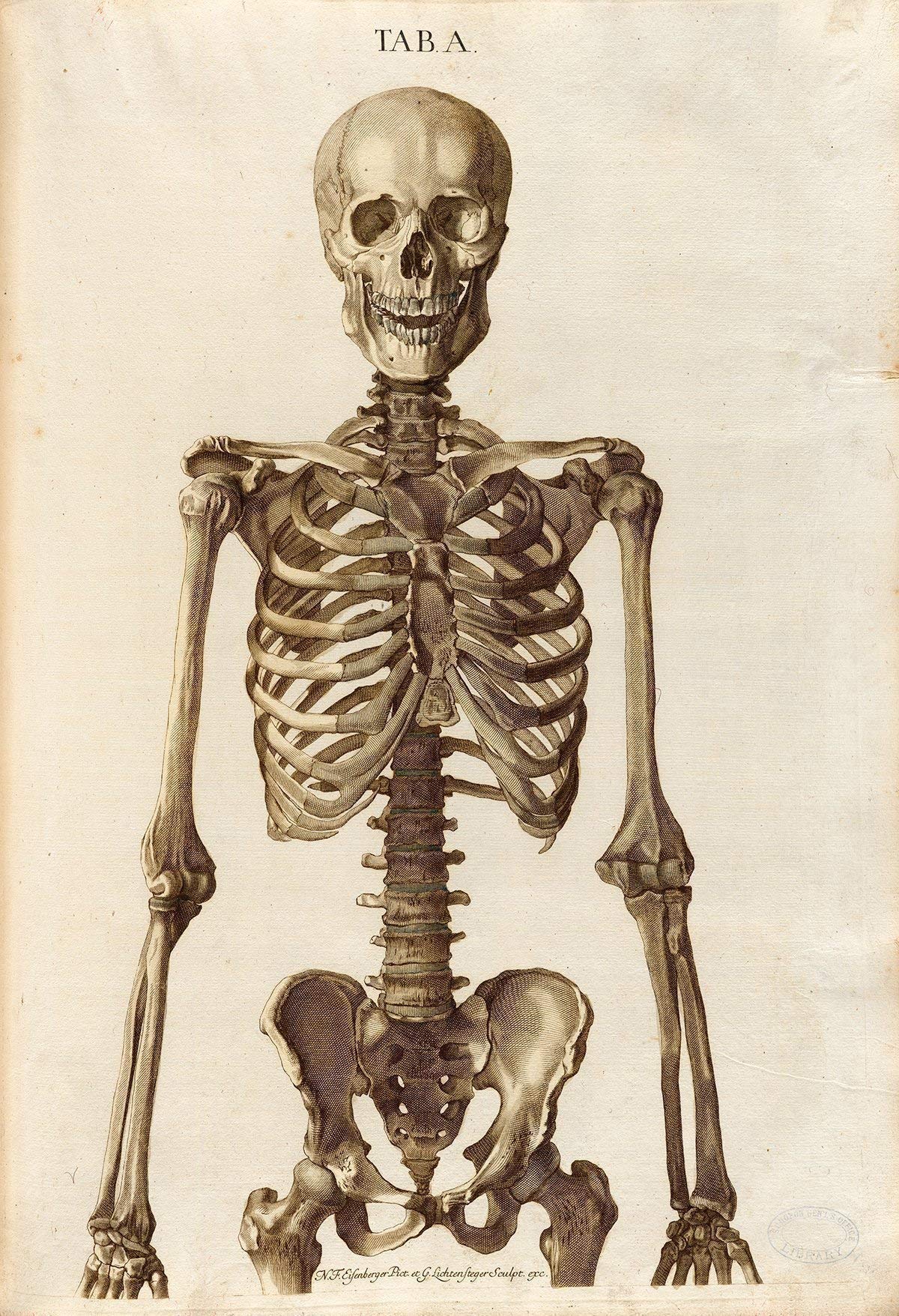 Two Skeletons - Antique Science Lab Wall Prints, Classic Medical Orthopedic and Nursing Student Accessories, Horror Theme Halloween Party Decor and Gift, Set of 4 Photos 8x10 Unframed Art Print Poster