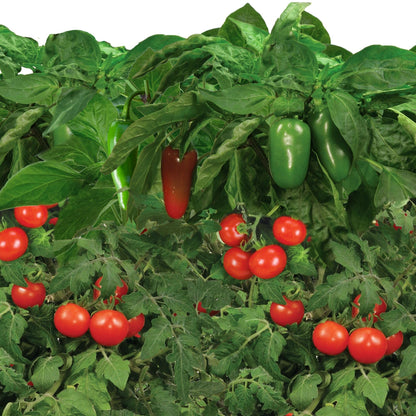 AeroGarden Salsa Garden Seed Pod Kit