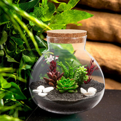NUOBESTY Glass Terrarium Jar with Cork Lid, 6x6.3 Inch Closed Terrarium for Succulent Moss and Fern, DIY Miniature Desktop Garden for Home & Office Decor (No Plants)