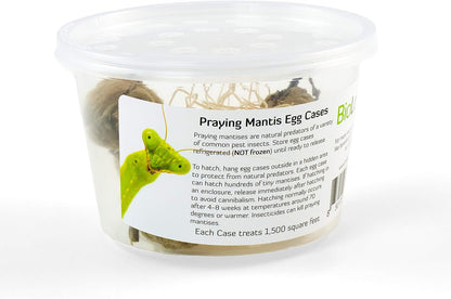 BioLogic Company, Inc. 2 Praying Mantis Egg Cases - Extra Large Cases