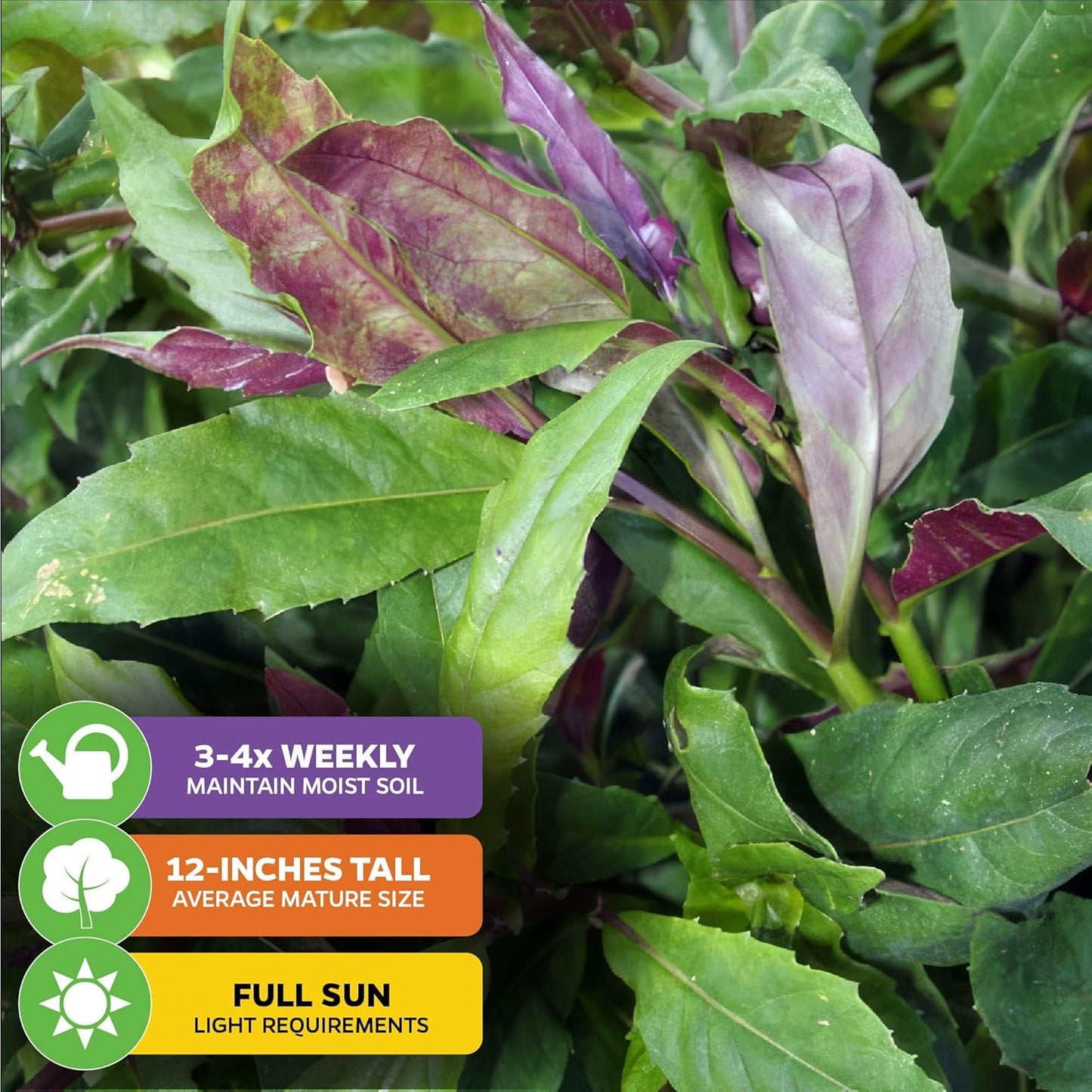(2-Pack) Okinawa Spinach - Gynura crepioides - Wellspring Garden Starter Plant - Easy to Grow Edible Plant - Vegetable