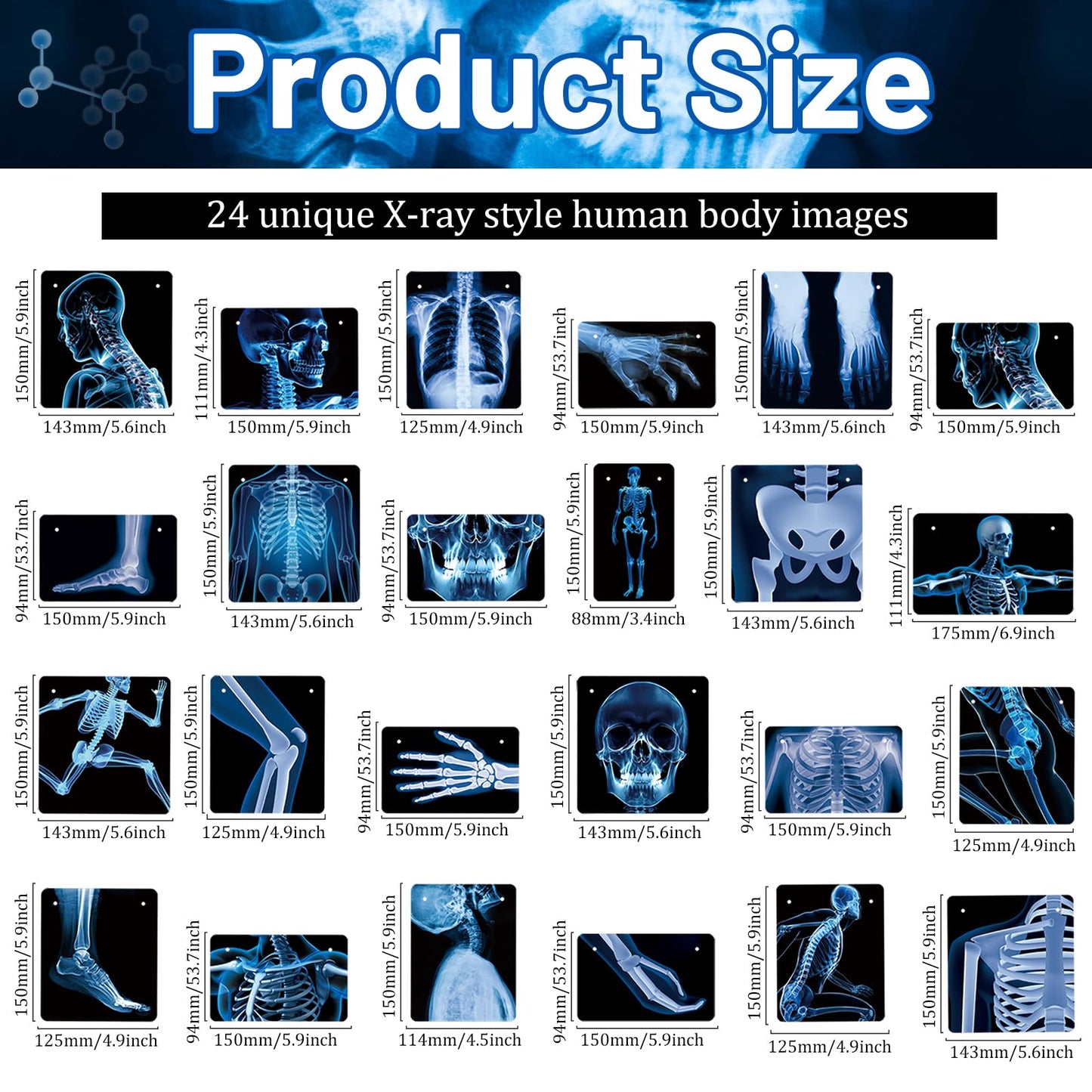 4 Strings X-Ray Skeleton Banner Decorations, Pre-Strung Medical Radiology Anatomy Garland with 24 X-Ray Body Part Images for Doctor Nurse Graduation, Halloween Party, Clinic Classroom Science Décor