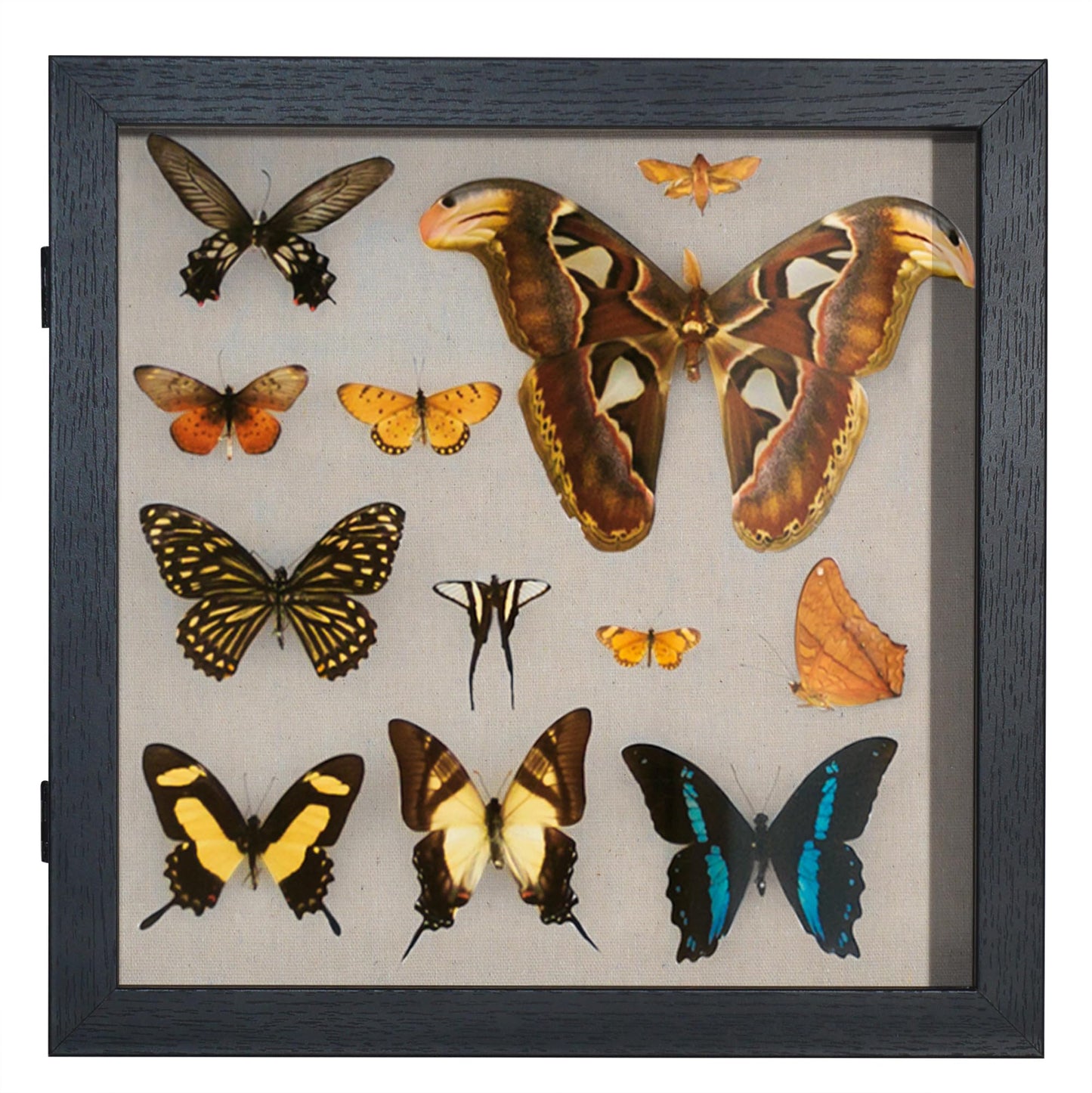 Americanflat Front Opening 11x11 Shadow Box Frame with Shatter-Resistant Glass - Silhouette Collection - Shadow Box Display Case for Tabletop and Wall Display - Black