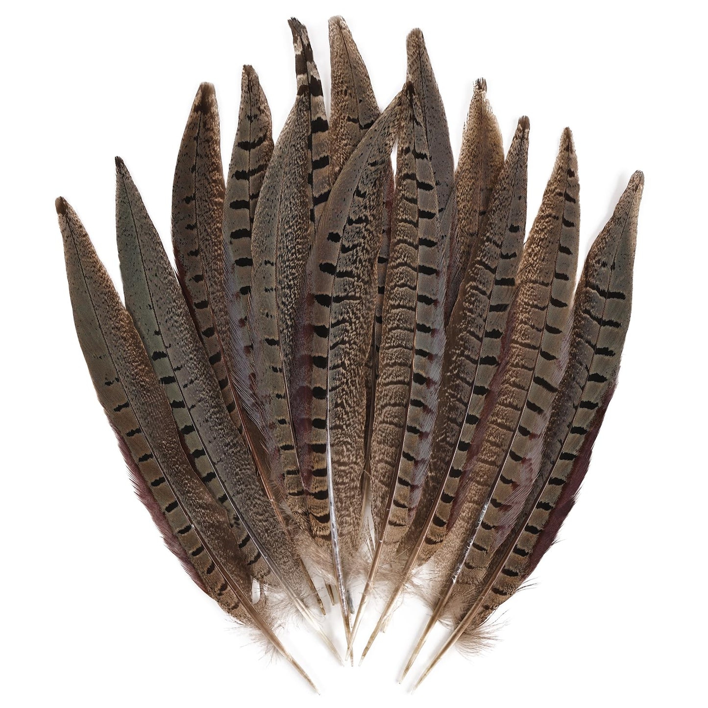 MAOFENG 12pcs Natural Feathers Male Ringneck Pheasant Tails Feathers 8-10inch 20-25cm for Crafts Wedding Party Performance Home DIY Decoration,Male Pheasant Feathers
