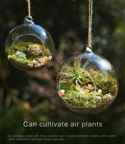 LUCKYRUNES DIY Terrarium Kit with Live Moss, 15-Piece Glass Globe Set with Wooden Stand, Tools, Soil, Stones & Spray Bottle, Indoor Mini Garden Gift for Plant Lovers, Home Desk Decor