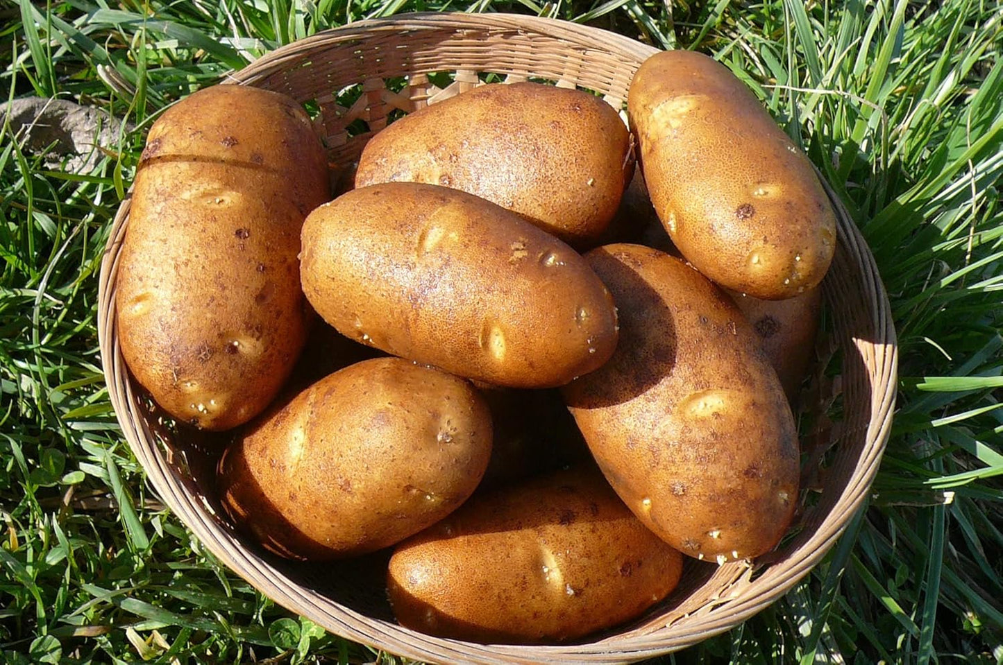 Russet Bulbs 2026-1 TomorrowSeeds - Seed Potatoes - USDA Certified for Growers Size B Non GMO Brown Burbank Idaho