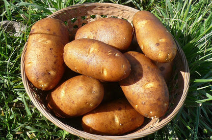 Russet Bulbs 2026-2 TomorrowSeeds - Seed Potatoes - USDA Certified for Growers Size B Non GMO Brown Burbank Idaho