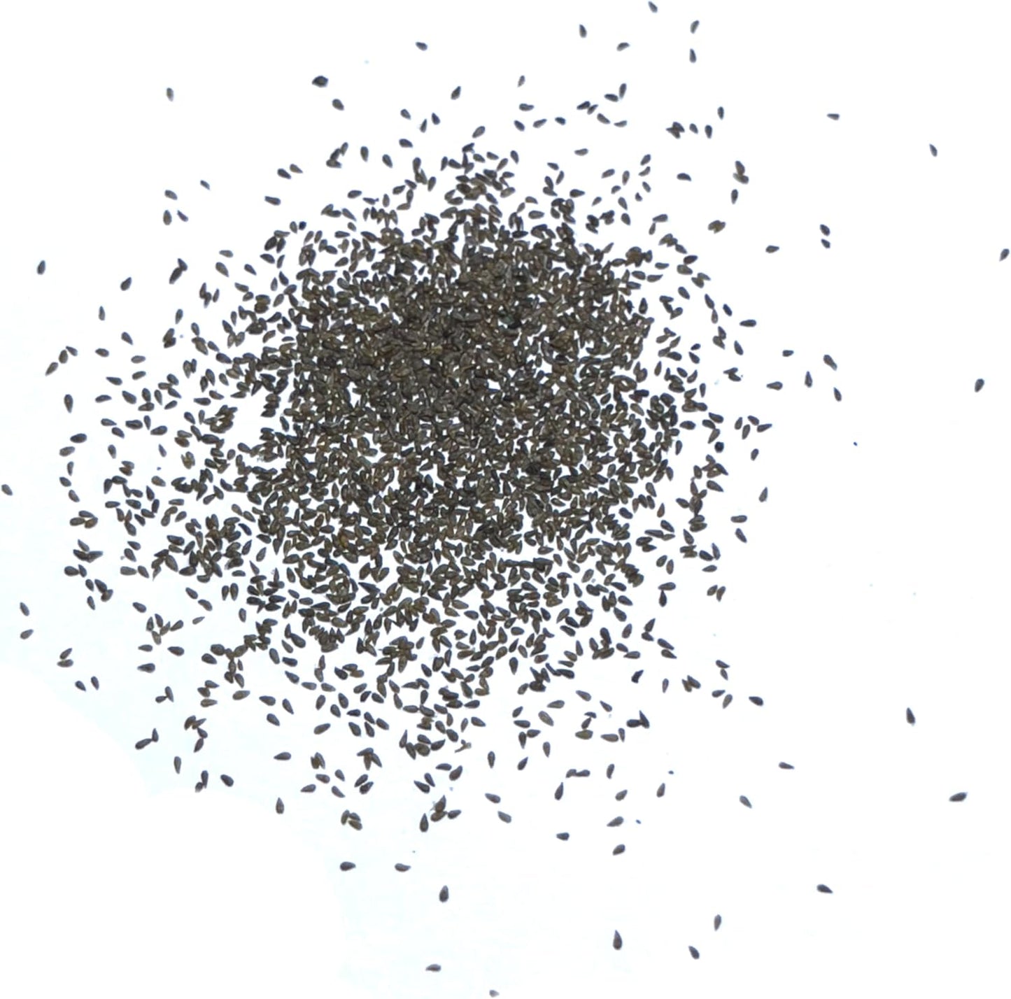 (1 Pack) Seed Needs Wormwood Seeds for Planting - Non-GMO, Heirloom & Untreated Perennial Herb - Medicinal Herbs
