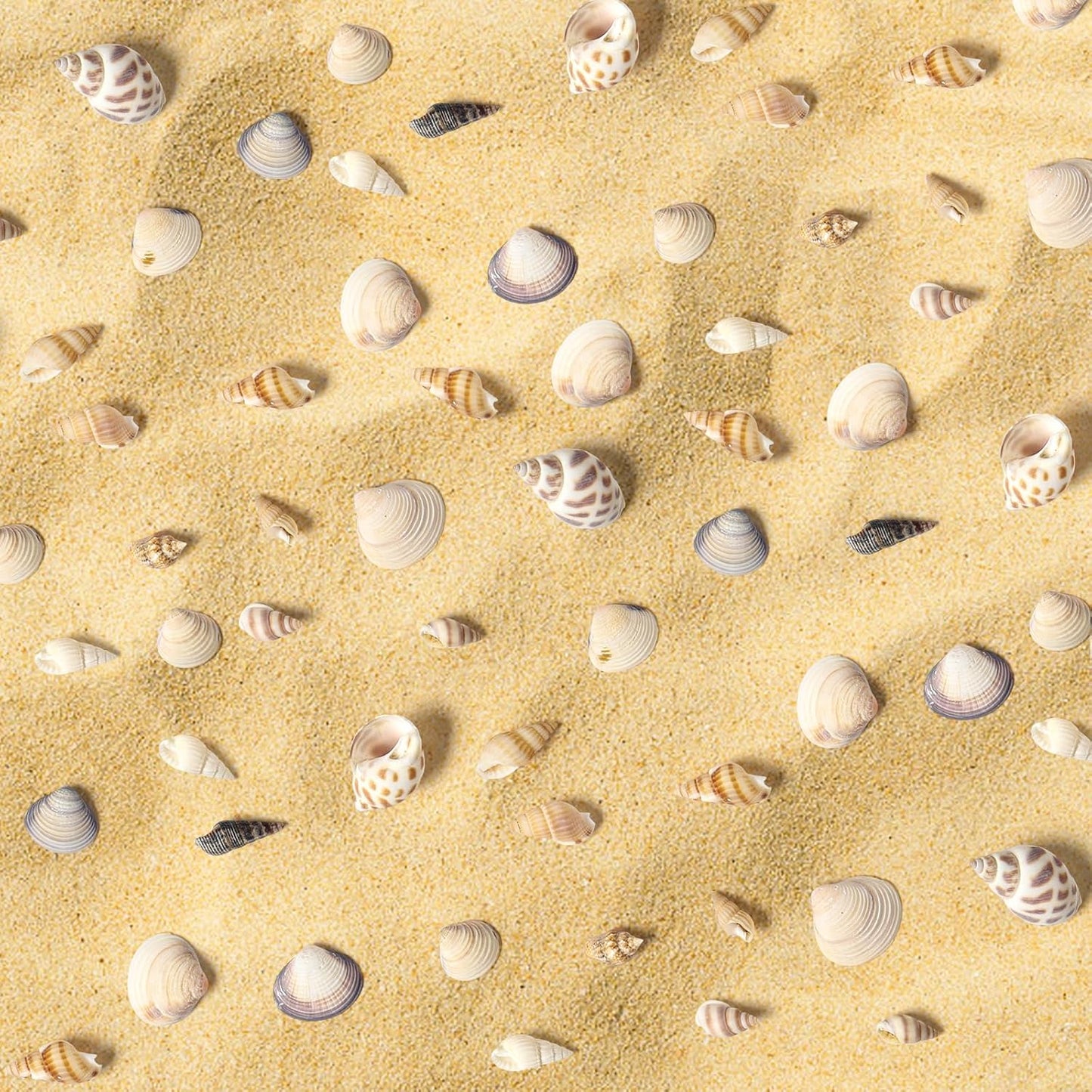 Ira Pollitt Tiny Natural Mixed Ocean Sea Shells, 500pcs, Tiny Miniature Beach Critter Seashells for Crafts, Home