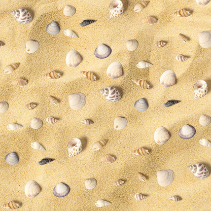 Ira Pollitt Tiny Natural Mixed Ocean Sea Shells, 500pcs, Tiny Miniature Beach Critter Seashells for Crafts, Home