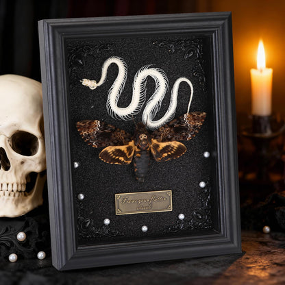 Real Death Head Moth Framed with Snake Skeleton, Gothic Insect Specimen Display in Shadow Box, Taxidermy Collectables Wall Art Home Decor