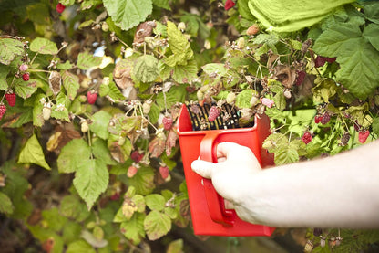 8.5 5.5", Linden Sweden Jonas Berry Picker Tool - Plastic Rake Comb for Blueberries, Lingonberries, and Huckleberries